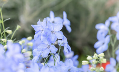 Spotted a mini delphinium with soft blue petals blooming beautifully in the flower bed.