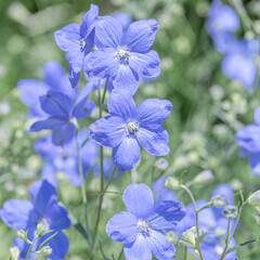 Spotted a mini delphinium with soft blue petals blooming beautifully in the flower bed.