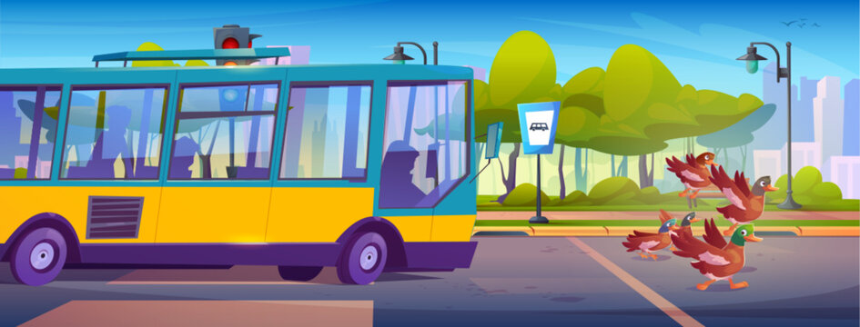 Fototapeta Ducks take flight from city road near yellow bus. Brown birds spread wings escaping urban street with green park, benches behind. Cartoon scene with waterfowl fly away from town public transport.