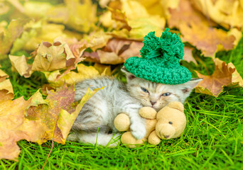 Cute kitten wearing warm hat hugs favorite toy bear and lying on green summer grass under autumn leaf