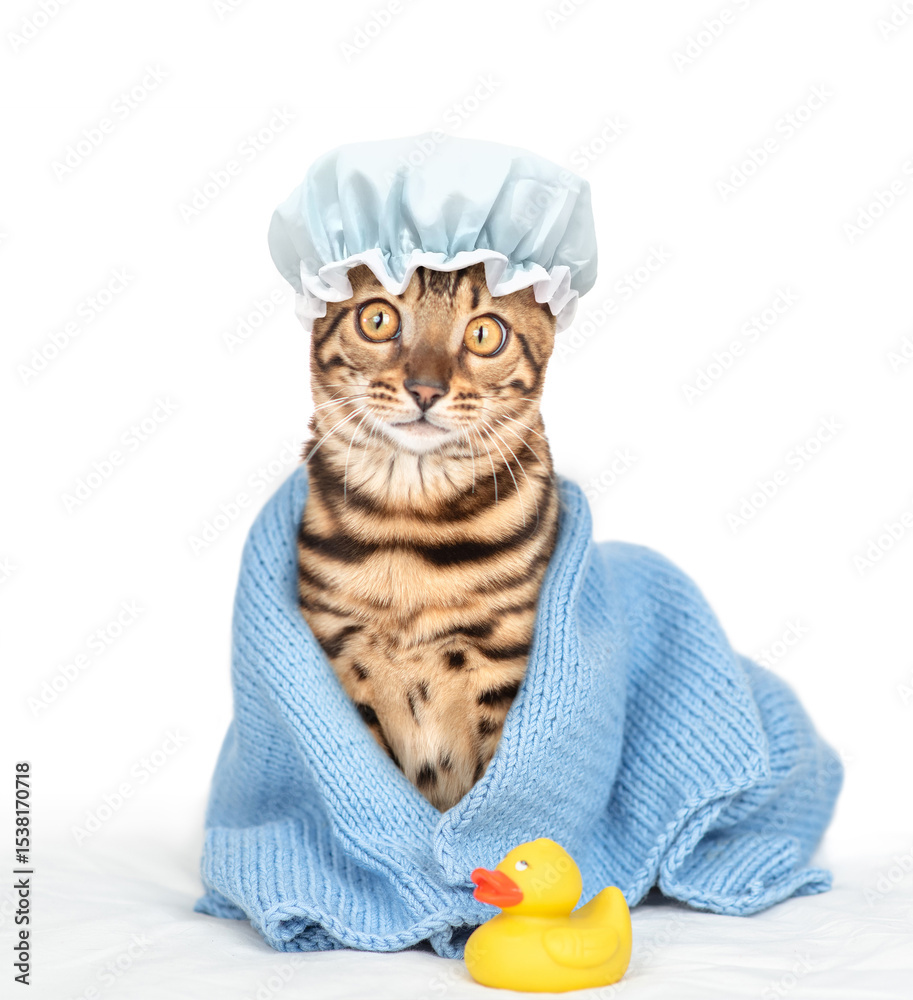 Poster bengal cat with tiny shower cap on it head wrapped in blue towel after bathing sitting with rubber d