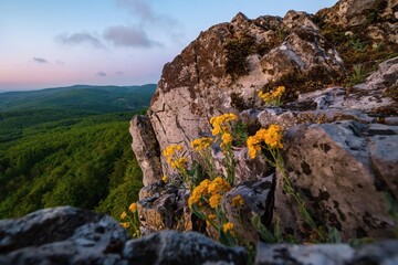 Yellow flowers Alyssum montanum Mountain golden wildflower in the mountains on a rocky cliff at sunrise. Beauty of mountain landscape with flowers, hiking and exploring nature.