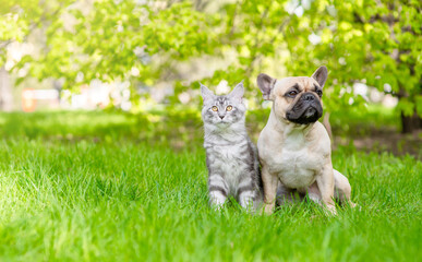 French bulldog and Maine coon cat sitting together on green summer grass. Empty space for text