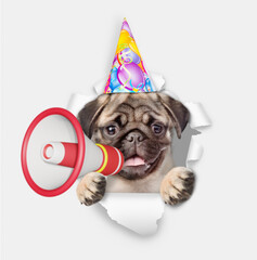 Funny Pug puppy wearing party cap looks through a hole in white paper and barking into a megaphone