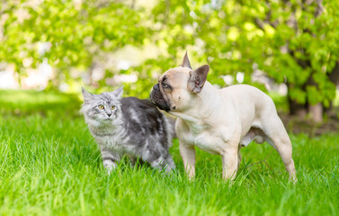 French Bulldog puppy and Maine coon cat walk together on green summer grass at sunny park