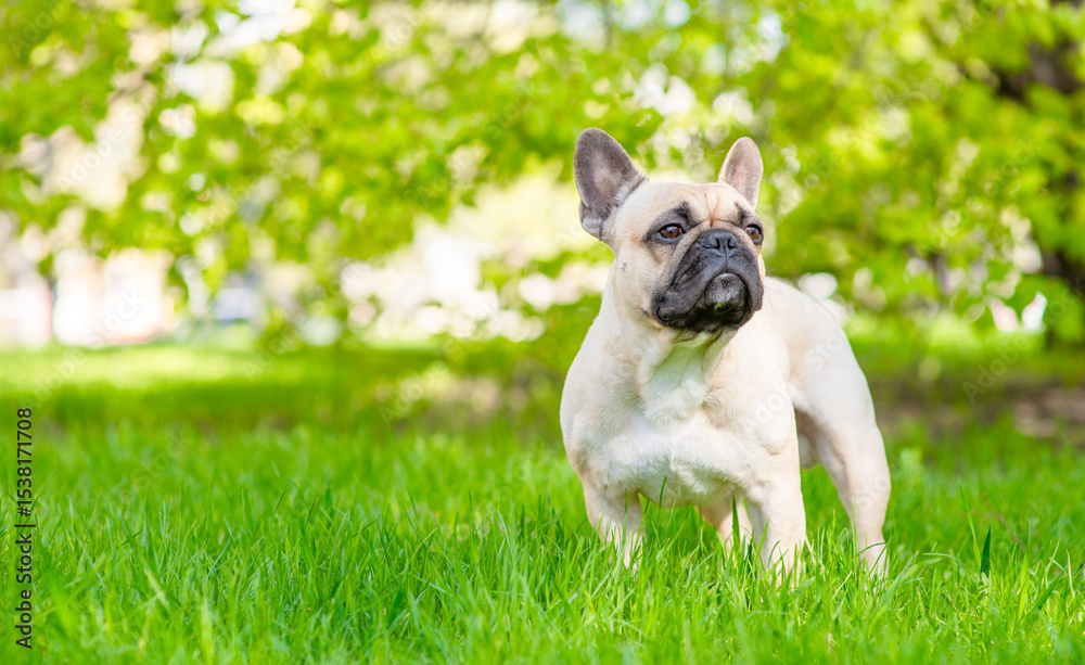 Aufkleber cute french bulldog puppy standing on green summer grass and looking away on empty space. empty spac