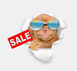 Happy Mastif puppy wearing mirrored sunglasses looking through the hole in white paper and showing signboard with labeled "sale"