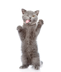 Winking cat licking lips standing on hind legs and looking at camera. Isolated on white background