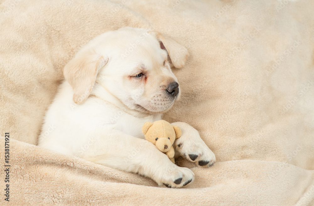 Poster cozy sleepy golden retriever puppy lying with toy bear under warm blanket on a bed at home. top down