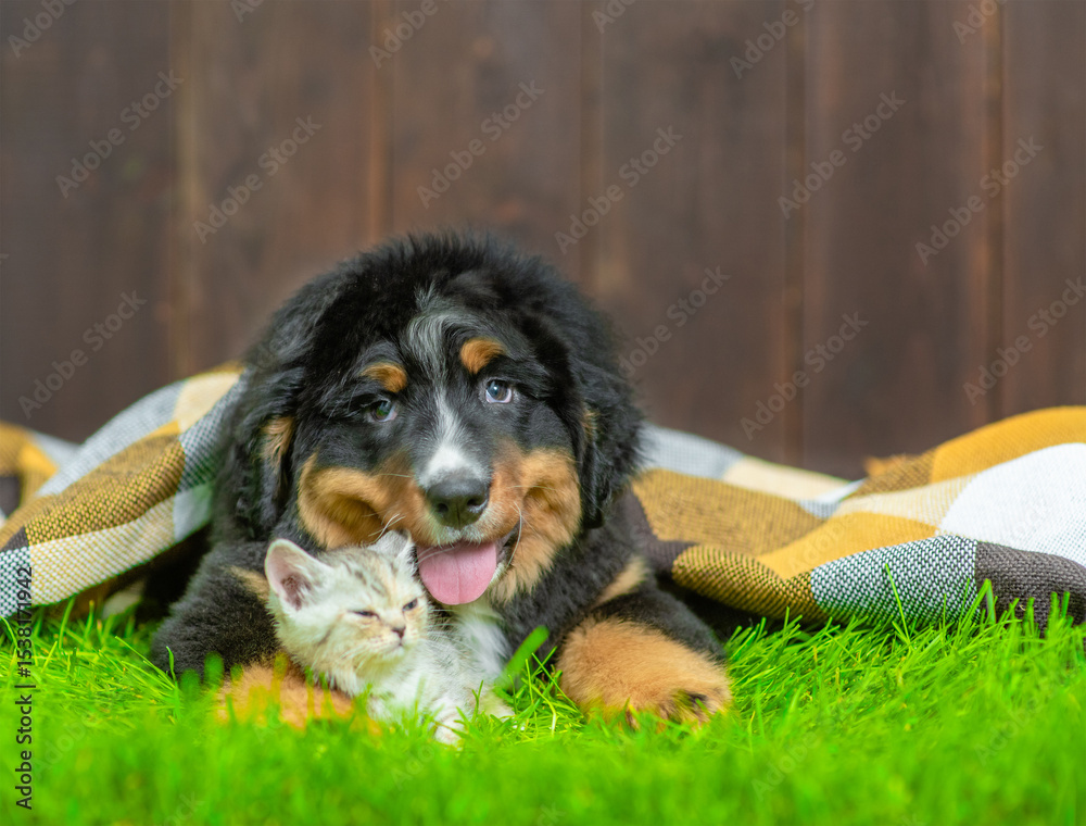 Aufkleber young bernese mountain dog hugs tiny kitten on green summer gras under warm checkered plaid. empty s