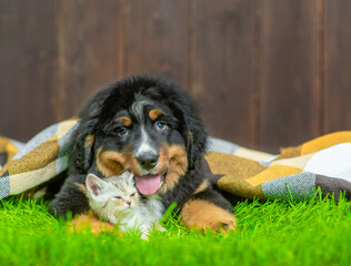 Young Bernese mountain dog hugs tiny kitten on green summer gras under warm checkered plaid. Empty space for text