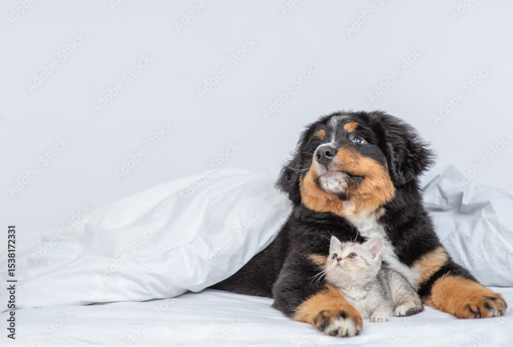 Poster young bernese mountain dog puppy hugs tiny kitten under warm blanket on a bed at home. pets look up 