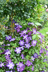 クレマチス「ヴェノサ・ヴィオラセア」 Clematis 'Venosa Violacea'	