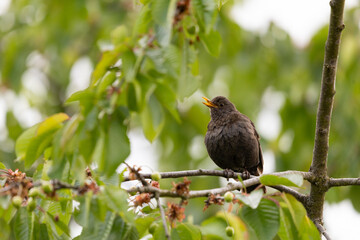 Eine singende Amsel im Baum 