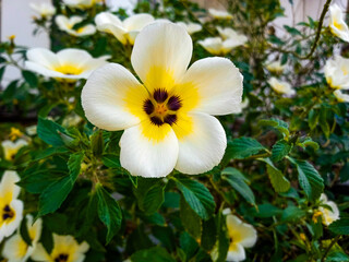 Turnera Subulata is a species of flowering subshrub in the passionflower family. It is commonly cultivated as a garden flower, but because of it's high adaptability, it is also known as a garden weed.