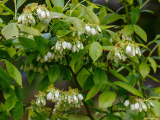 Vaccinium covilleanum sort Berkeley or European blueberry blooms in spring season