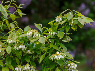 Vaccinium covilleanum sort Berkeley or European blueberry blooms in spring season