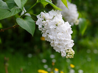 Syringa vulgaris Flora is a variety of lilac . It is used in landscaping, for cutting and late forcing
