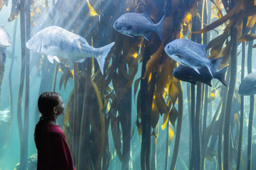 Silver-gray fish swimming through green kelp fronds behind aquarium glass, showing dappled light © WavebreakMediaMicro