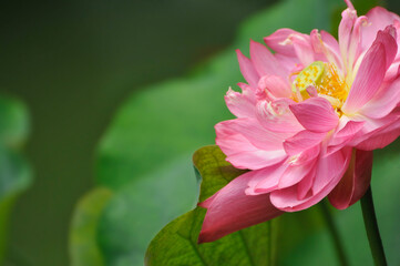 pink lotus flower in garden