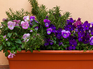 Viola wittrockiana , or garden pansy ( Latin Viola × wittrockiána ) is a herbaceous perennial plant of hybrid origin in the Violet family
