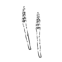 Asparagus plant sketch in ink on isolated background. Logo Sparrow Grasscuttings, herb food ingredient, Grass. Feathery foliage, edible shoots vector illustration. For design, sign, label, card, print