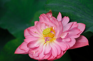 pink lotus flower in garden
