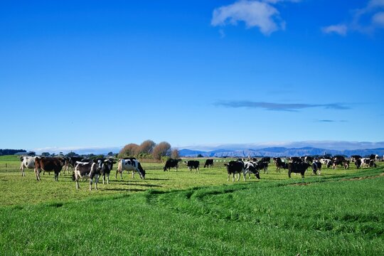 Healthy herd of New Zealand Friesian cows on winter grazing pasture. As they wait to birth to their calves and go back into full milk production again.
