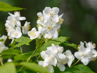 Mock orange ( Latin- Philadelphus ) is a genus of shrubs from the Hydrangeaceae family_3.jpg, Mock...