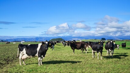 Healthy herd of New Zealand Friesian cows on winter grazing pasture. As they wait to birth to their calves and go back into full milk production again. © rghenry