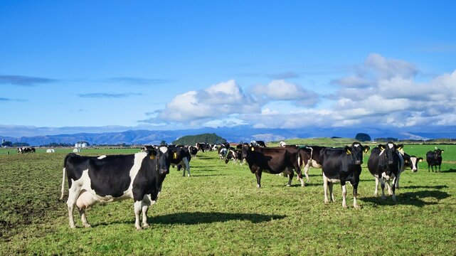 Healthy herd of New Zealand Friesian cows on winter grazing pasture. As they wait to birth to their calves and go back into full milk production again.
