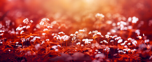 Forest flowers in the sun at sunset. Spring and summer background in red colors.