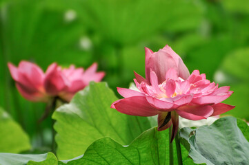 pink lotus flower in garden