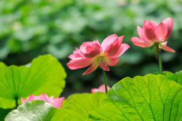 pink lotus flower in garden