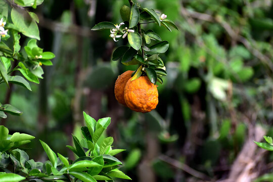 Close-up of ripe Kaffir lime fruits hanging on a tree with green leaves and white blossoms. The wrinkled orange peel and lush foliage stand out in a natural garden setting.