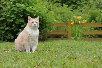 A ginger cat sits on green grass in a summer garden against the background of a yellow wooden...