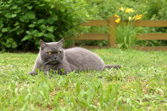 A grey cat sits on green grass in a summer garden against the background of a yellow wooden hedge, garden shrubs and bright flowers.