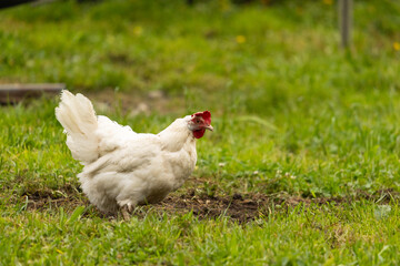 Eine weiße Henne auf einer Wiese 