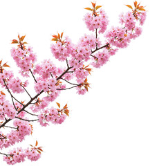 Pink cherry blossom branch isolated on transparent background