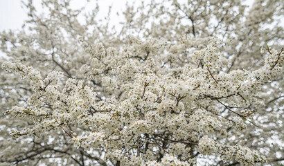 Cluster of pristine white blossoms on a tree branch, bathed in soft, natural daylight, symbolizing...