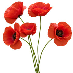 Obraz premium Five red poppies bouquet isolated on transparent background