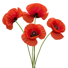 Obraz premium Four red poppies isolated on transparent background