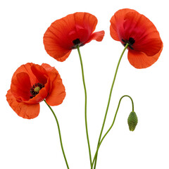 Obraz premium Three red poppies isolated on transparent background