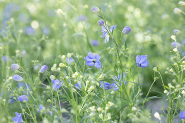 Spotted mini delphinium flower buds in the flower bed.