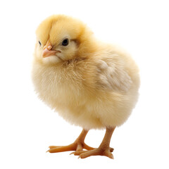 Obraz premium Cute fluffy baby chick isolated on transparent background