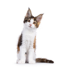 Adorable tortie Maine Coon cat kitten, sitting up facing front. Looking towards camera with cute head tilt. Isolated on a white background.
