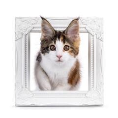 Adorable tortie Maine Coon cat kitten, stepping through picture frame. Looking towards camera. Isolated on a white background.