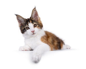 Adorable tortie Maine Coon cat kitten, laying down facing front on edge. Looking towards camera with cute head tilt. Isolated on a white background.