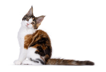 Adorable tortie Maine Coon cat kitten, sitting up side ways. Looking towards camera. Isolated on a white background.