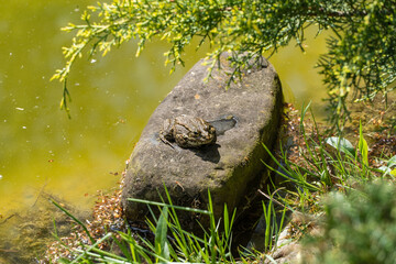 Frog are resting on partially submerged rocks in shallow, clear pond. Water glistens with sunlight, and green grass surrounds pond's edge, creating serene natural scene. Blurred background.